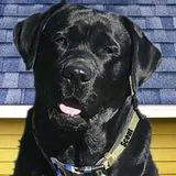 Scout — the Blue Dog