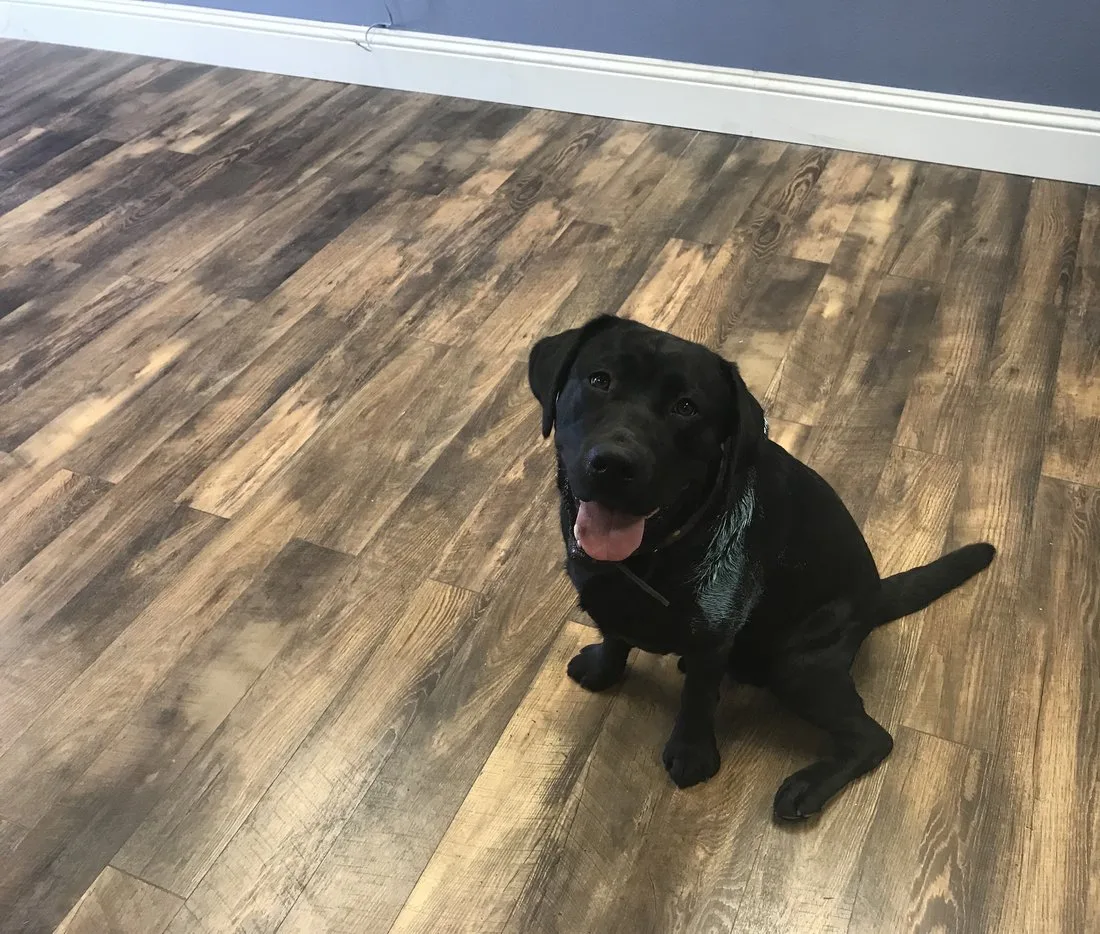 Scout in the office — blue paint still on his shoulder