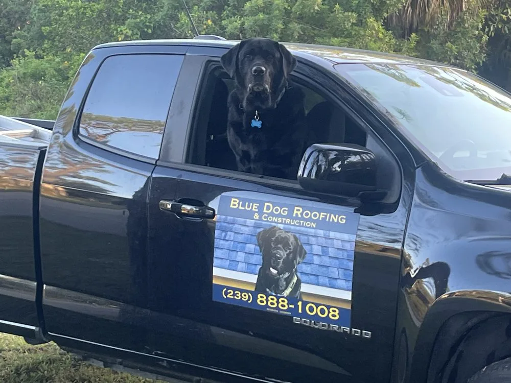 Scout riding in the truck window