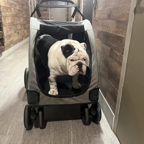 Bulldog making the rounds in his stroller