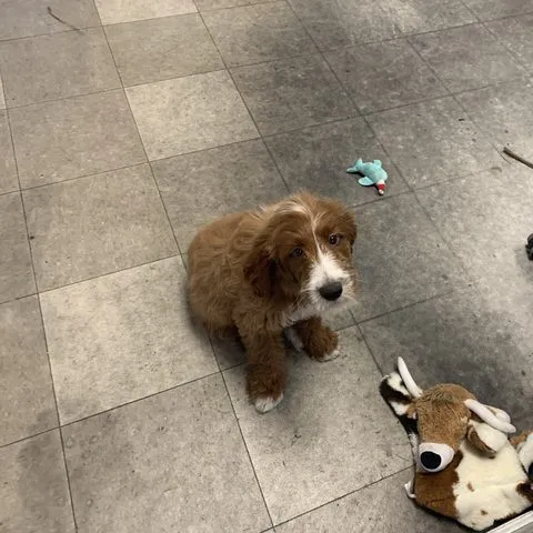 Doodle puppy on quality control