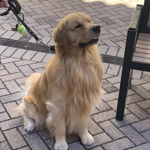 Golden retriever on inspection duty