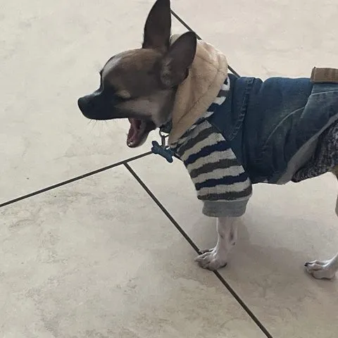 Chihuahua in his work jacket