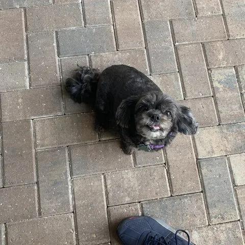 Shih tzu holding down the pavers