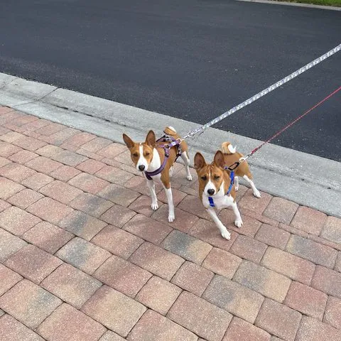 Two basenjis checking the perimeter