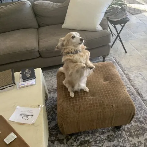 Golden retriever claiming the ottoman