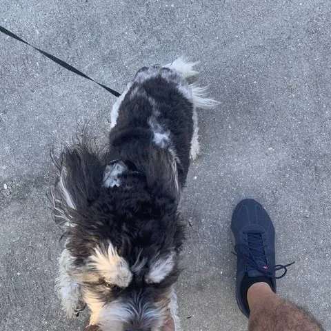 Shih tzu on the morning walk-through