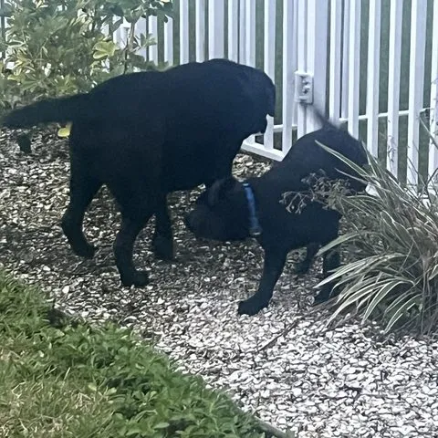 Landscaping inspection in progress