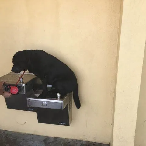 Scout, using the water fountain his way