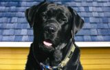 BLUE DOG ROOFING & CONSTRUCTION
